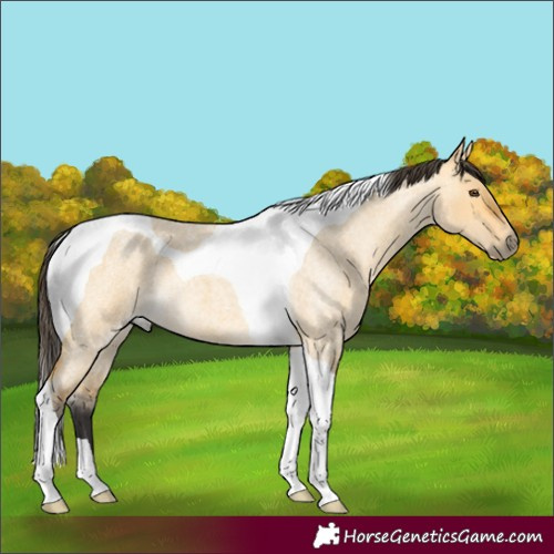 Horse Color:Buckskin Roan Dun Tobiano 