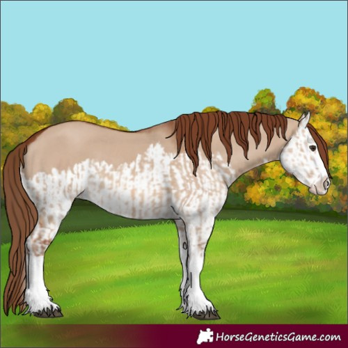 Horse Color:Red Dun Splash  and Red Dun Splash 