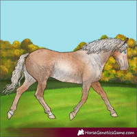 Horse Color:Gray Cremello