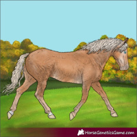 Horse Color:Gray Cremello 
