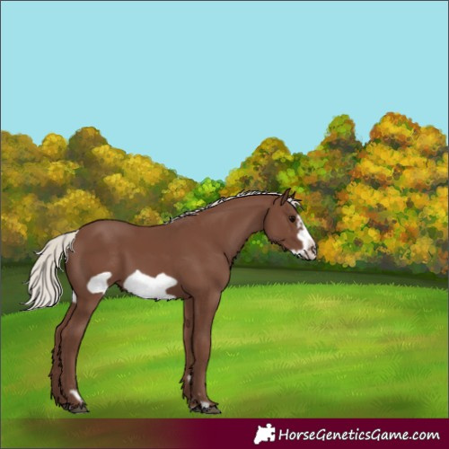 Horse Color:Silver Black Frame 