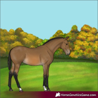 Horse Color:Gray Buckskin 
