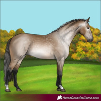 Horse Color:Gray Buckskin 