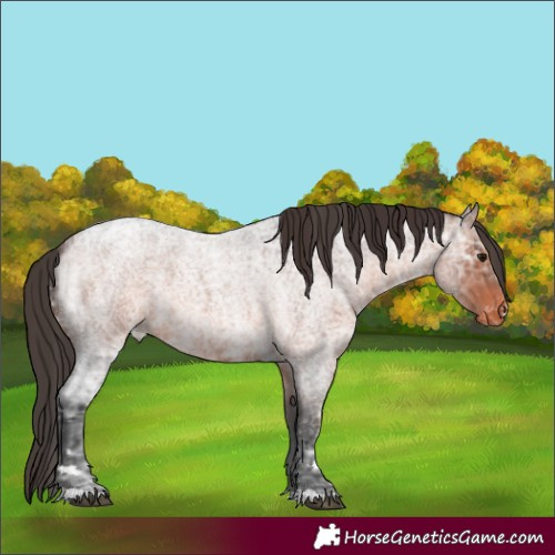 Horse Color:Brown Ice Roan Varnish Rabicano 