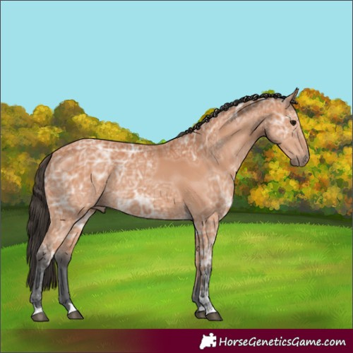 Horse Color:Bay Ice 