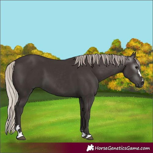 Horse Color:Gray Silver Black 