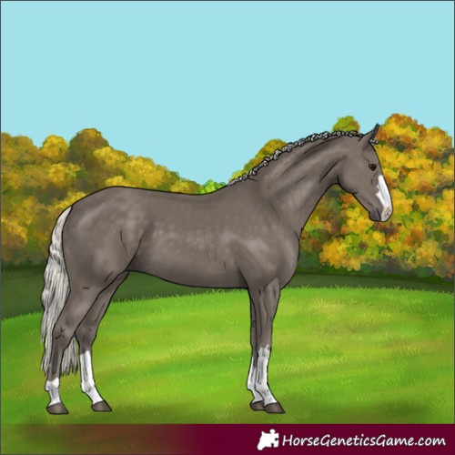 Horse Color:Silver Smoky Black