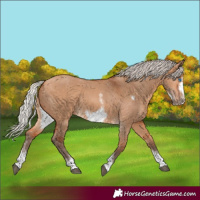 Horse Color:Silver Bay Dun Sabino Tobiano Frame Rabicano 