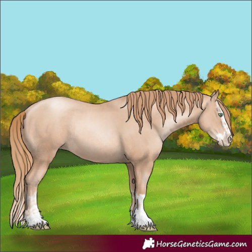 Horse Color:Gold Champagne Pearl Rabicano  and Gold Champagne Pearl Splash Rabicano 