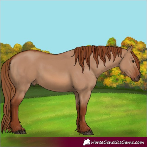 Horse Color:Red Dun 