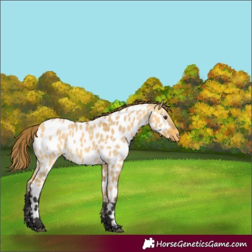 Horse Color:Buckskin Dun Near Leopard 