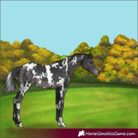 Horse Color:White Spotted Black Varnish 