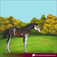 Horse Color:Brown Sabino