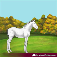 Horse Color:Black Sabino 
