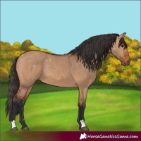 Horse Color:Bay Dun