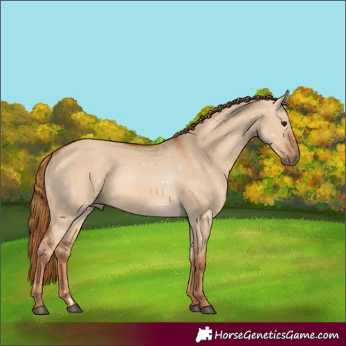 Horse Color:Red Dun 