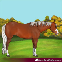 Horse Color:Silver Bay 