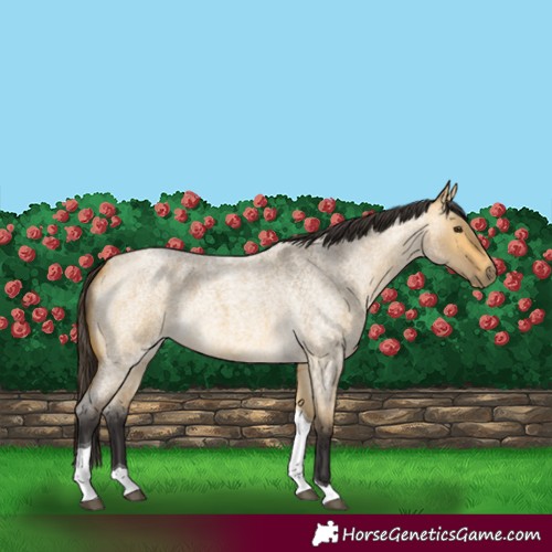 Horse Color:Buckskin Roan Dun Tobiano