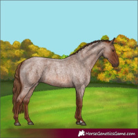 Horse Color:Red Roan 