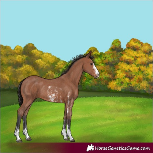 Horse Color:Bay Sabino Rabicano 