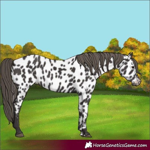 Horse Color:Smoky Black Near Leopard 