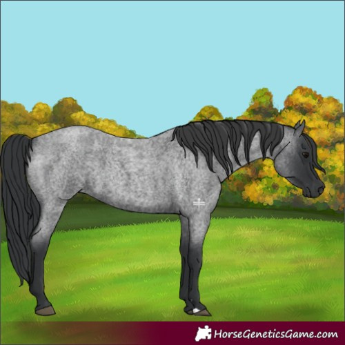 Horse Color:Blue Roan 