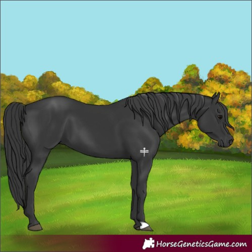 Horse Color:Black 