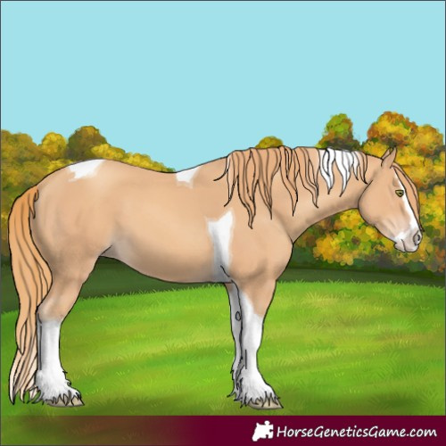 Horse Color:Gold Champagne Splash Tobiano