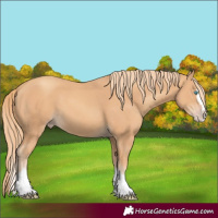 Horse Color:Gold Champagne Splash Tobiano