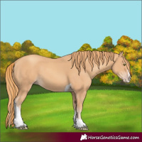 Horse Color:Gold Champagne Splash Tobiano