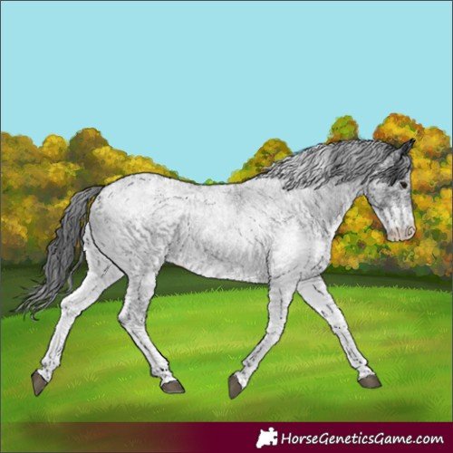 Horse Color:Unknown 