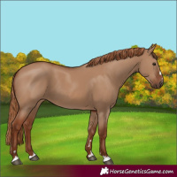 Horse Color:Unknown 