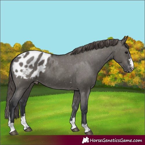 Horse Color:Grullo Appaloosa 