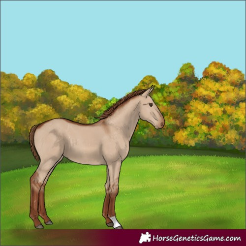Horse Color:Unknown 