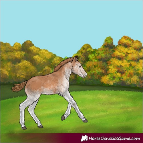 Horse Color:White Spotted Chestnut 
