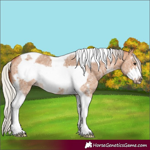 Horse Color:Silver Bay Dun Sabino Tobiano Frame Rabicano