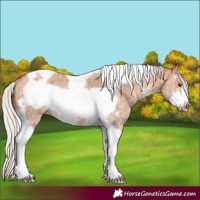 Horse Color:Silver Bay Dun Sabino Tobiano Frame Rabicano 