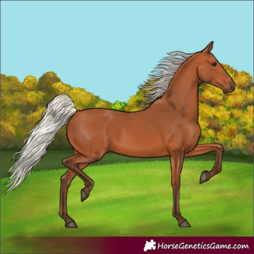 Horse Color:Silver Bay 