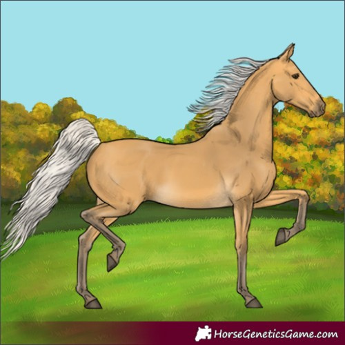 Horse Color:Silver Buckskin 
