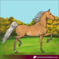 Horse Color:Silver Buckskin 