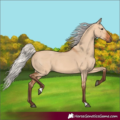 Horse Color:Silver Bay Dun 