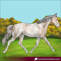 Horse Color:Chocolate Palomino Pearl Tobiano Frame and Gold Cream Champagne Pearl Tobiano Frame