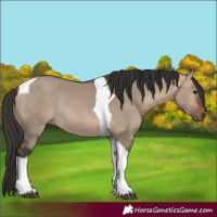 Horse Color:Bay Dun Tobiano Rabicano 