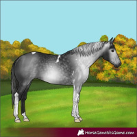 Horse Color:Gray Black Tobiano Rabicano 