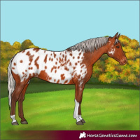 Horse Color:Silver Bay Tobiano Appaloosa Rabicano