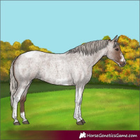 Horse Color:Silver Blue Roan Tobiano Frame Rabicano