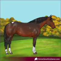 Horse Color:Bay Tobiano Rabicano 