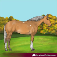 Horse Color:Silver Buckskin Tobiano Rabicano