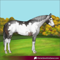 Horse Color:Gray Brown Splash Frame Rabicano 