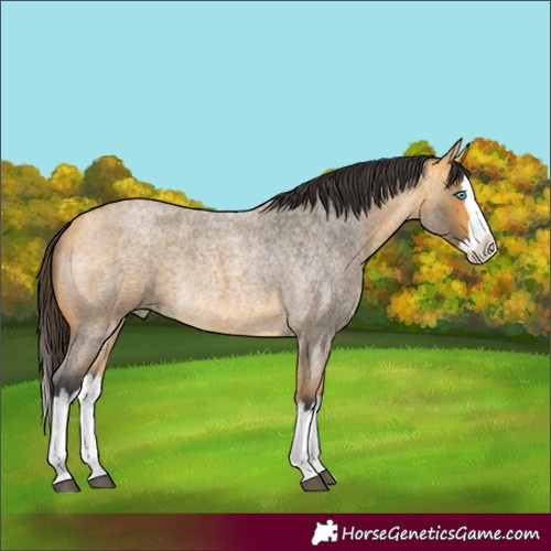 Horse Color:Buckskin Roan Splash Rabicano 